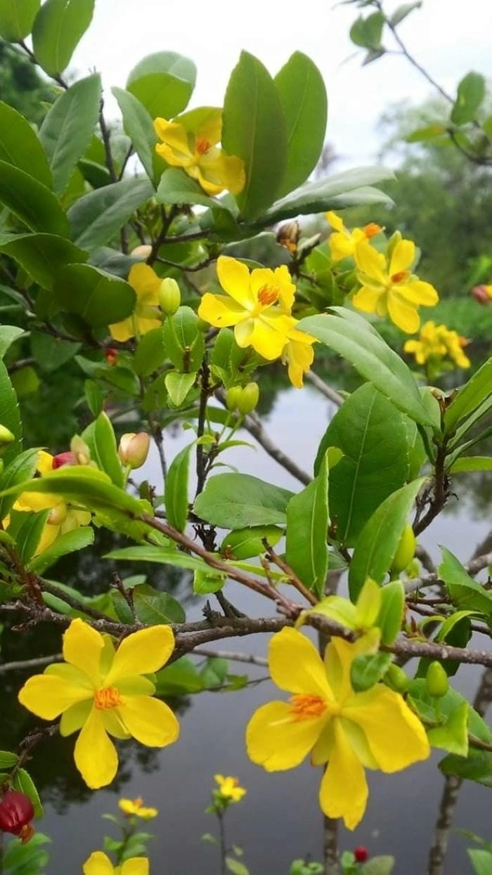 Hình nền hoa mai vàng siêu đẹp