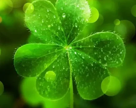 TOP 148+ hình nền cỏ 3 lá cho điện thoại mang đến vận may