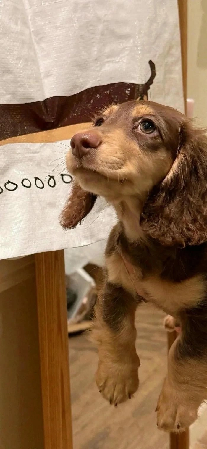 Hình nền điện thoại cún hoạt hình cute