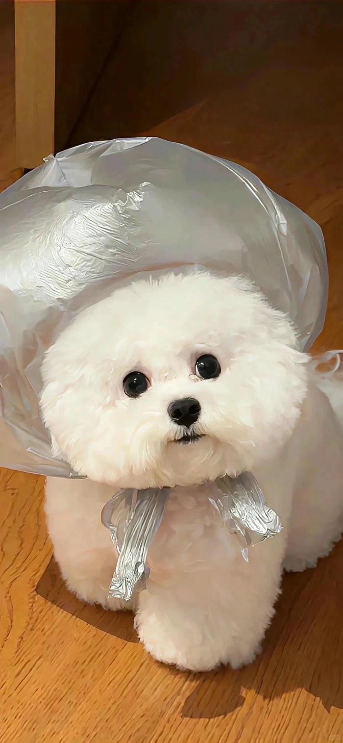 Hình nền điện thoại có ảnh chó dễ thương