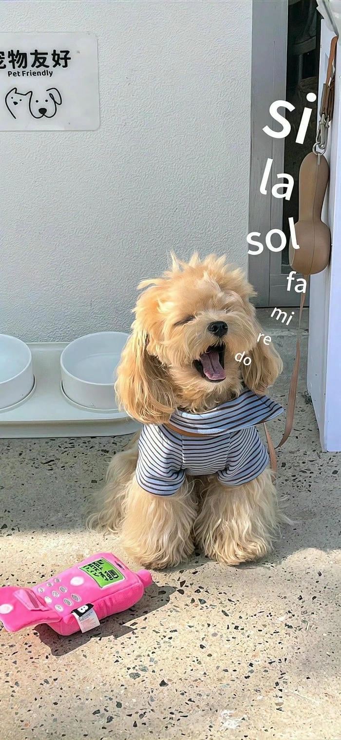 Hình nền điện thoại với cún đáng yêu