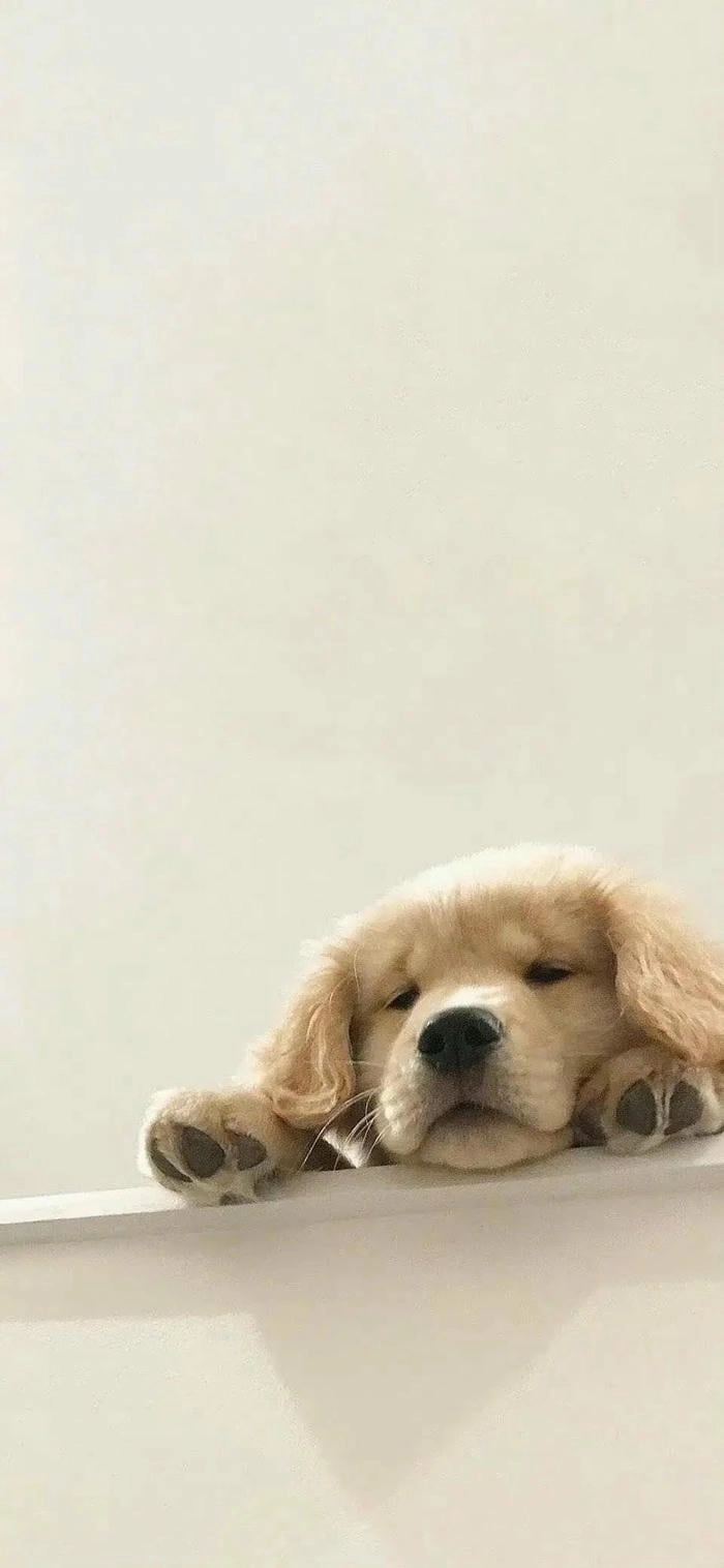 Hình nền chó con siêu cute cho điện thoại
