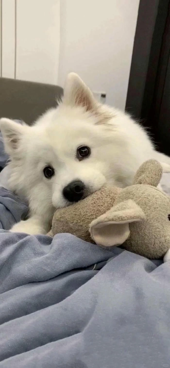 Hình nền cute chó cho màn hình điện thoại