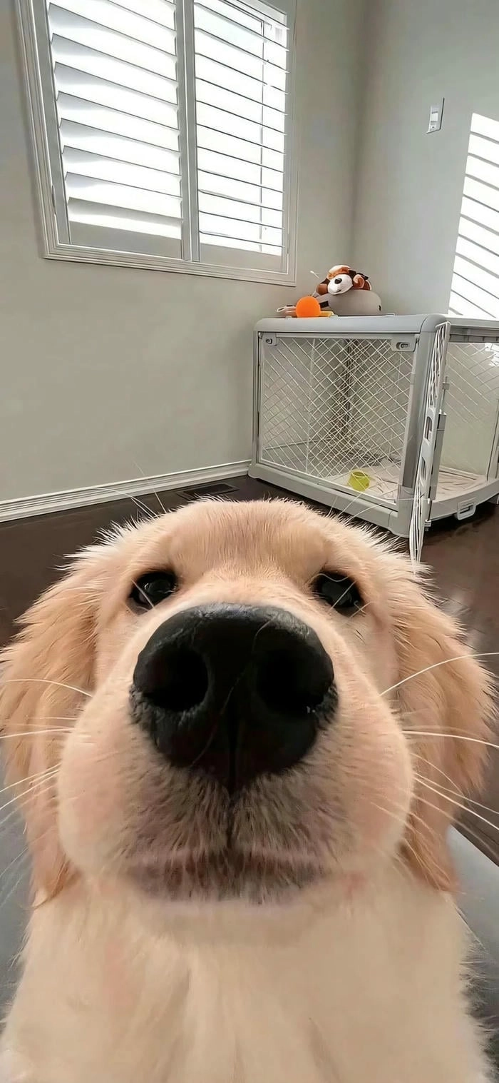 Hình nền cute chó con cho di động