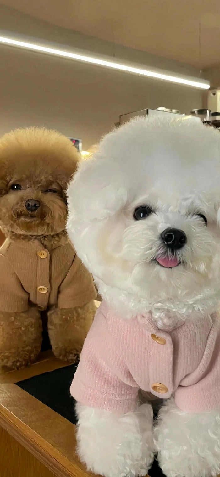 Hình nền con chó cute cho điện thoại