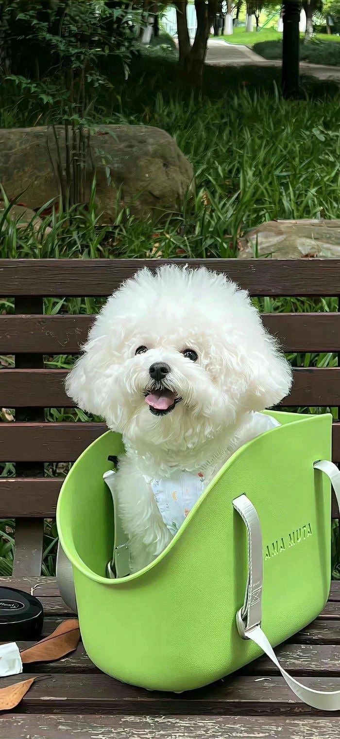 Hình nền chó cưng dễ thương cho di động