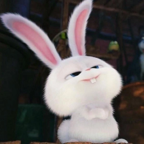 Snowball thỏ trắng cute