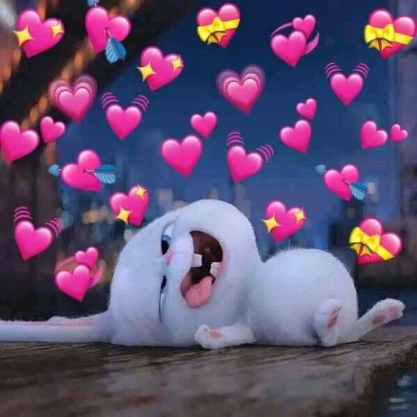 Hình cute của thỏ Snowball